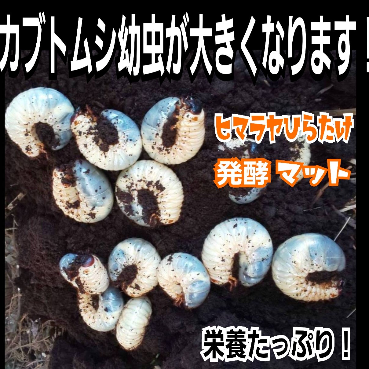 最強のカブトムシ☆クワガタマット作ってます 最強のカブトムシ☆クワガタマット作ってます