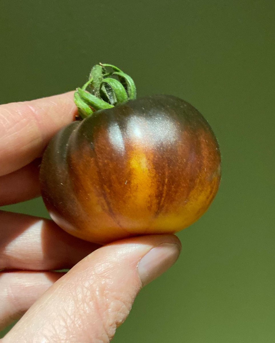 blaencamelbox's tweet image. A few tomatoes I’ve grown for the first time, outdoors in containers. Not bad considering the awfully wet and grey July. Truffle king, Micheal Pollan, Lucid Gem &amp;amp; Gargamel