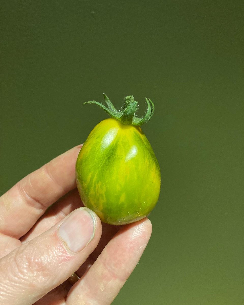 blaencamelbox's tweet image. A few tomatoes I’ve grown for the first time, outdoors in containers. Not bad considering the awfully wet and grey July. Truffle king, Micheal Pollan, Lucid Gem &amp;amp; Gargamel