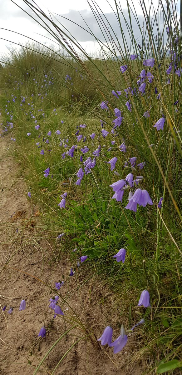 So much diversity at the sand dunes at benone beach, studded with harebell campanula really bringing them to life, and the glorious hum of bumblebees, vermillion fungi and always show stopping cinnabar moths in their masses.
#cinnabarmoth #fungi #wildflowers