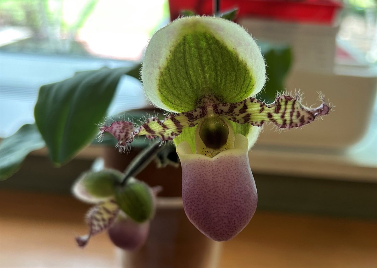 OrchidsLive's tweet photo. Paphiopedilum liemianum https://t.co/7HcpVChUS8