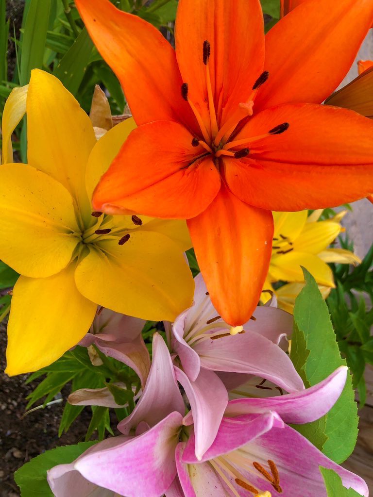 Thundercatt99's tweet photo. her scent lingering
I apricate 
rich tiger lilies 

Yes, I had to look apricate up.😺✨

#7wordspoet #prompt #apricate #poetry #WritingCommunity #poetrycommunity https://t.co/vxfeRK4dfY