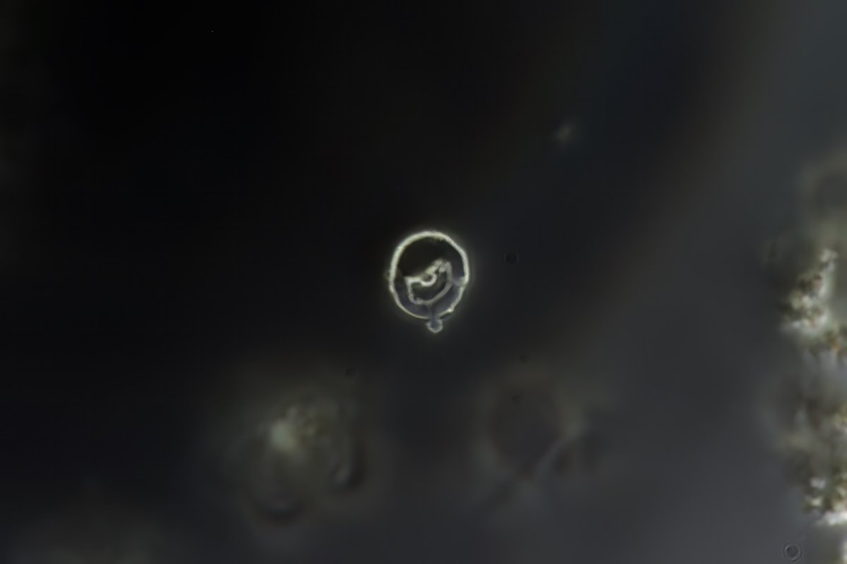 Jay R. Seltzer tweet media