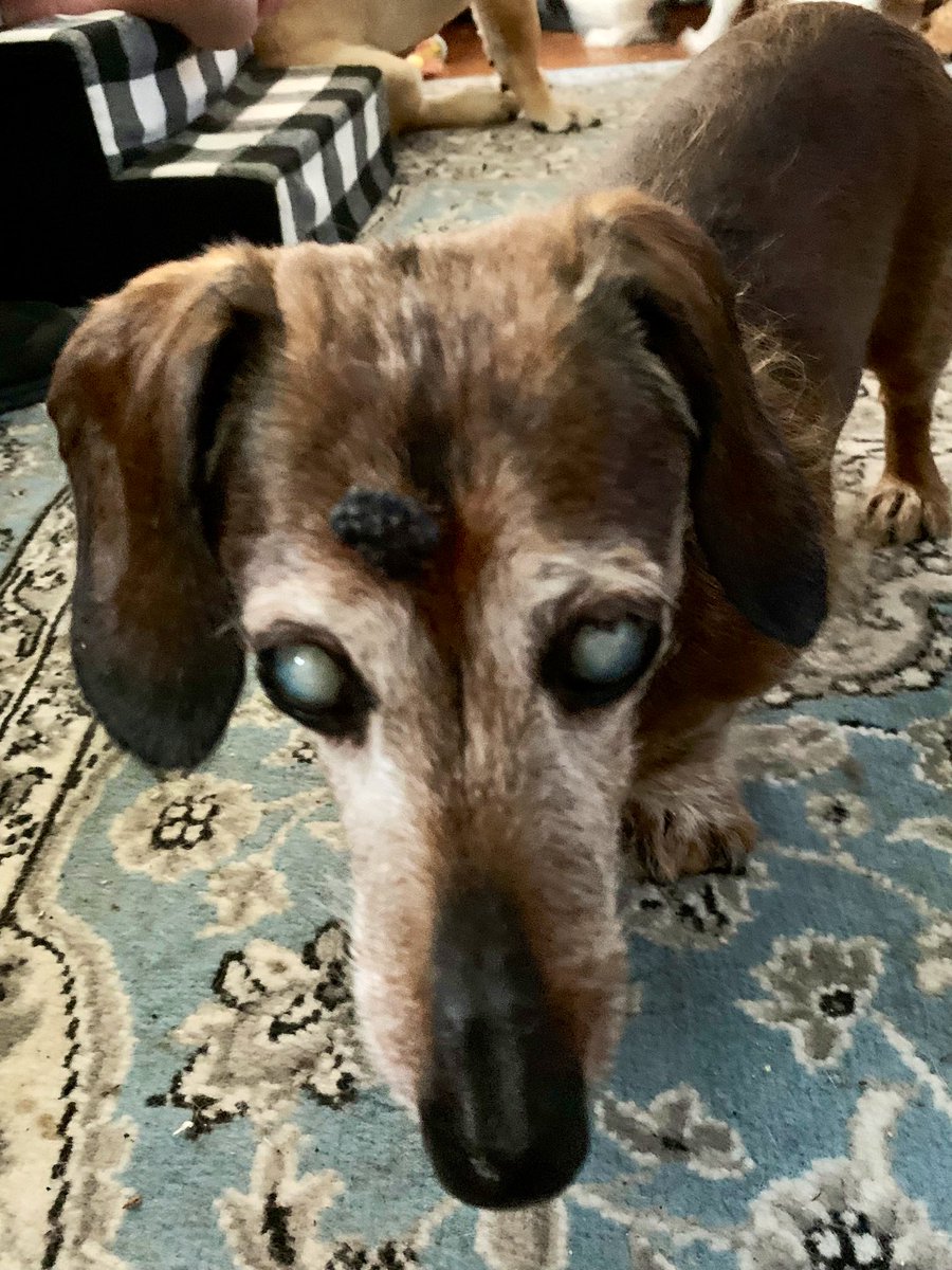 Oscar’s Mom 🩺🟧🇺🇦 tweet media