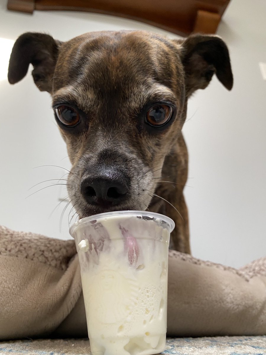 jesalop's tweet photo. @Starbucks Puppacino Saturdays ☕️ 🐕‍🦺 @jmpm717 https://t.co/61jNaQ8sHc