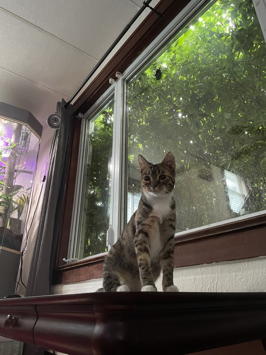 ZookeeperTanner's tweet photo. Everyone, I’d like to introduce Suma B. Laskowski. https://t.co/c1OzxUZ5xC