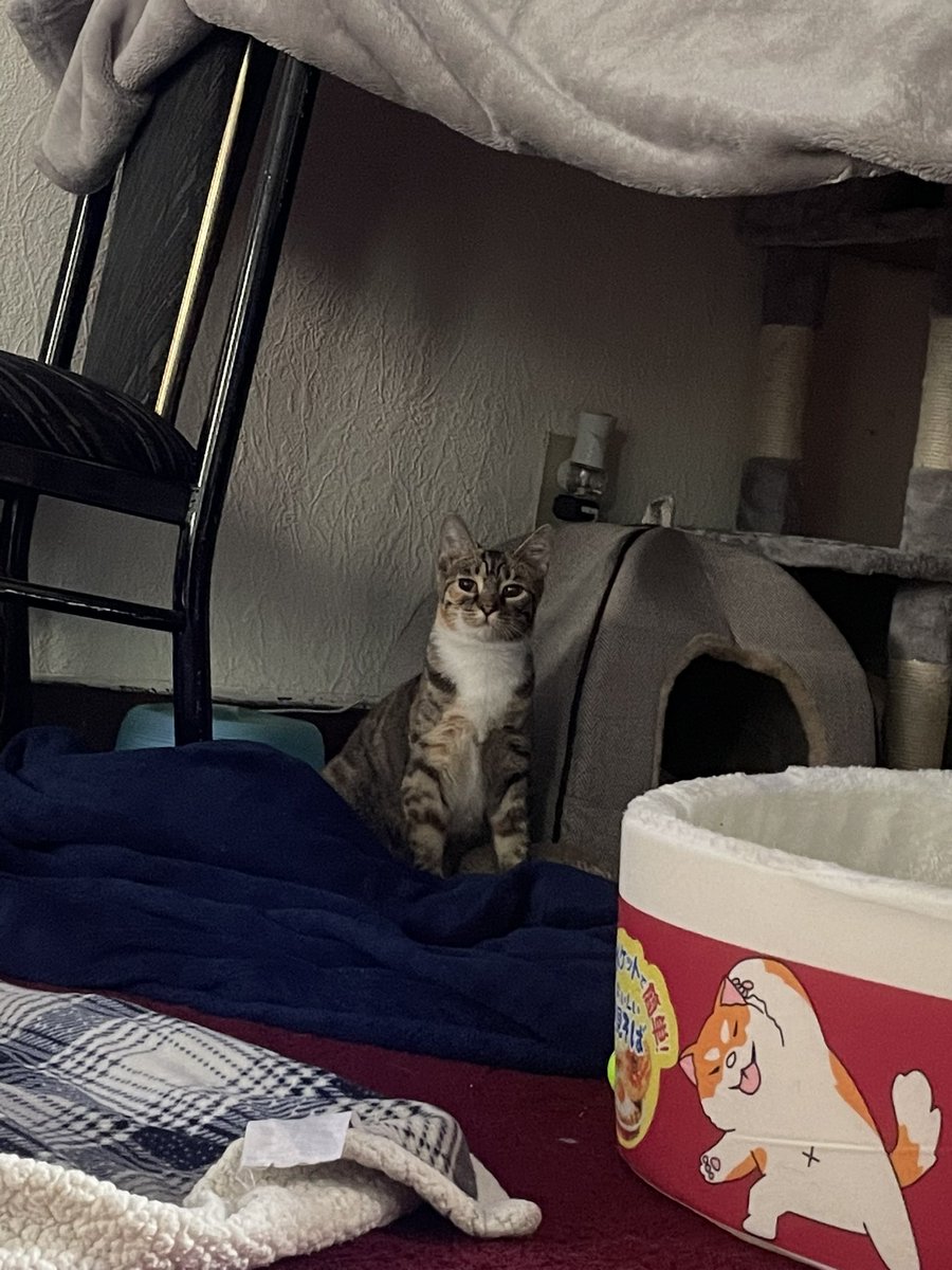 ZookeeperTanner's tweet photo. Everyone, I’d like to introduce Suma B. Laskowski. https://t.co/c1OzxUZ5xC