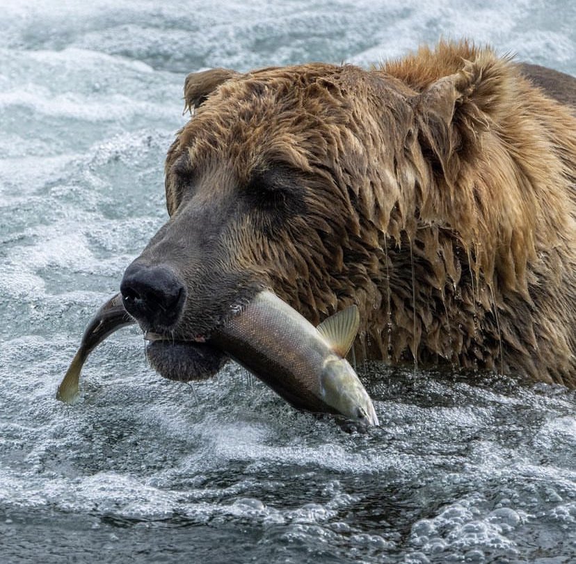 NatlParkService's tweet image. Yeah, I’m into fitness. Fitness whole salmon in my mouth.⁣⁣

📸: Bear 480 (Otis) catches a salmon fish @KatmaiNPS. Photo/L.Law