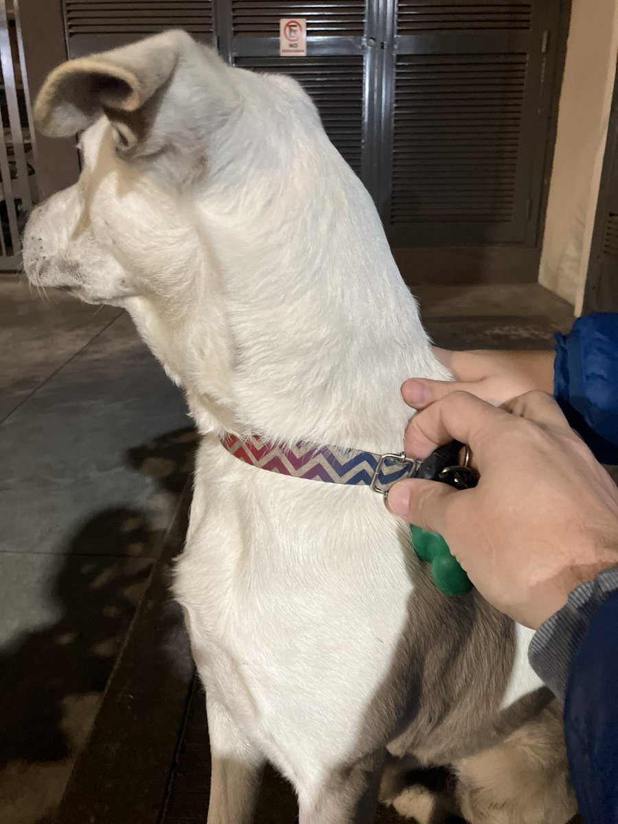 trypenal's tweet photo. Perro encontrado en #Bernal. Macho, con collar. Muy cuidado. https://t.co/PqGMJGmNGL