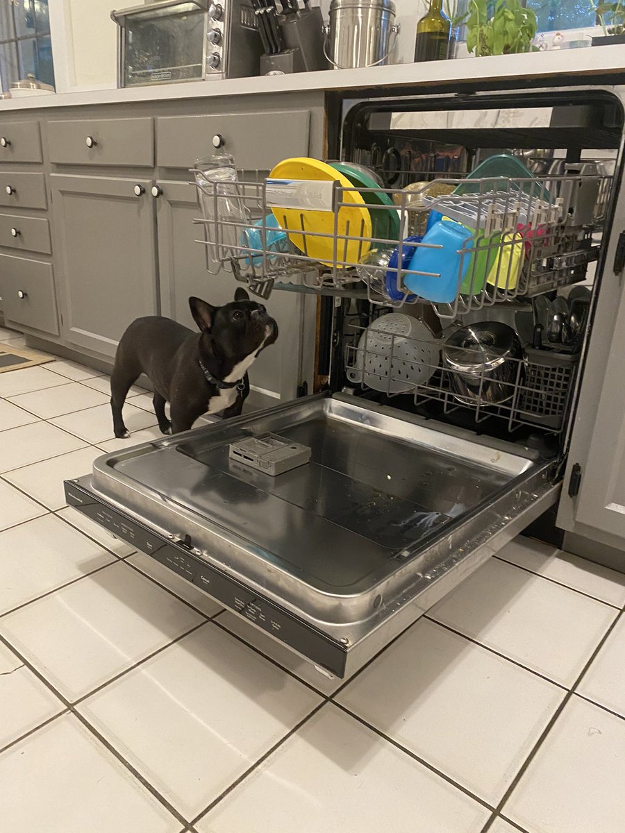TheIrishRoguer's tweet photo. Find someone who looks at you like how my dog looks at dirty dishes. https://t.co/0EAtmdDCPt