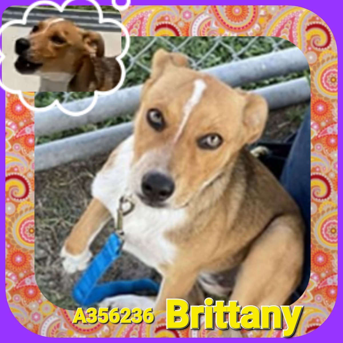 rothfarms's tweet photo. 🆘️⏰️BRITTANY #A356236🚨 gorgeous 8-month-old lab mix, Practically Perfect Pooch. Sweet, energetic, smart and LOVING.
She dies Thurs 8/10 😢 😡
PLEASE Pledge for RESCUE or
Go GET her at Corpus Christi Animal Care 🐾 📧 ccacsrescues@cctexas.com 📞 361-826-4630 https://t.co/B4WaAeXD0b