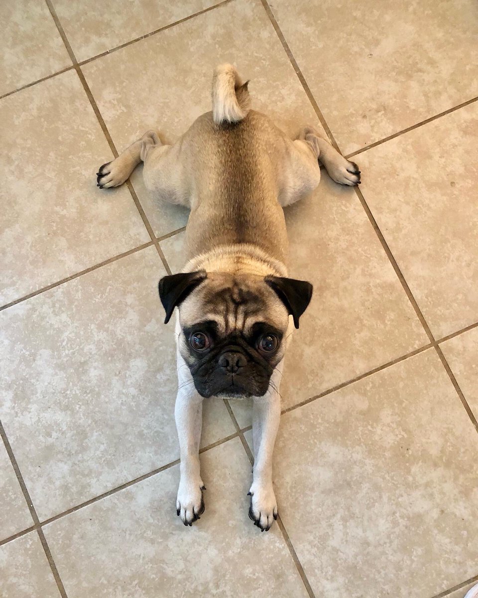 MaxiPugladiator's tweet photo. โIโm a little toad frog!โ๐ธ-Bentley
#max #bentley #pug #dog #Frog #frogdog #toad #toadbutt #froggy #WhoDat #JUMP #JumpingKiss #jumpingfrog #frogprince #kiss #kissme #mightaswelljump #love #DogLover #puppy #puppylove #gear5 #loveyoutothemoonandback ๐ https://t.co/KrKSkddJSi