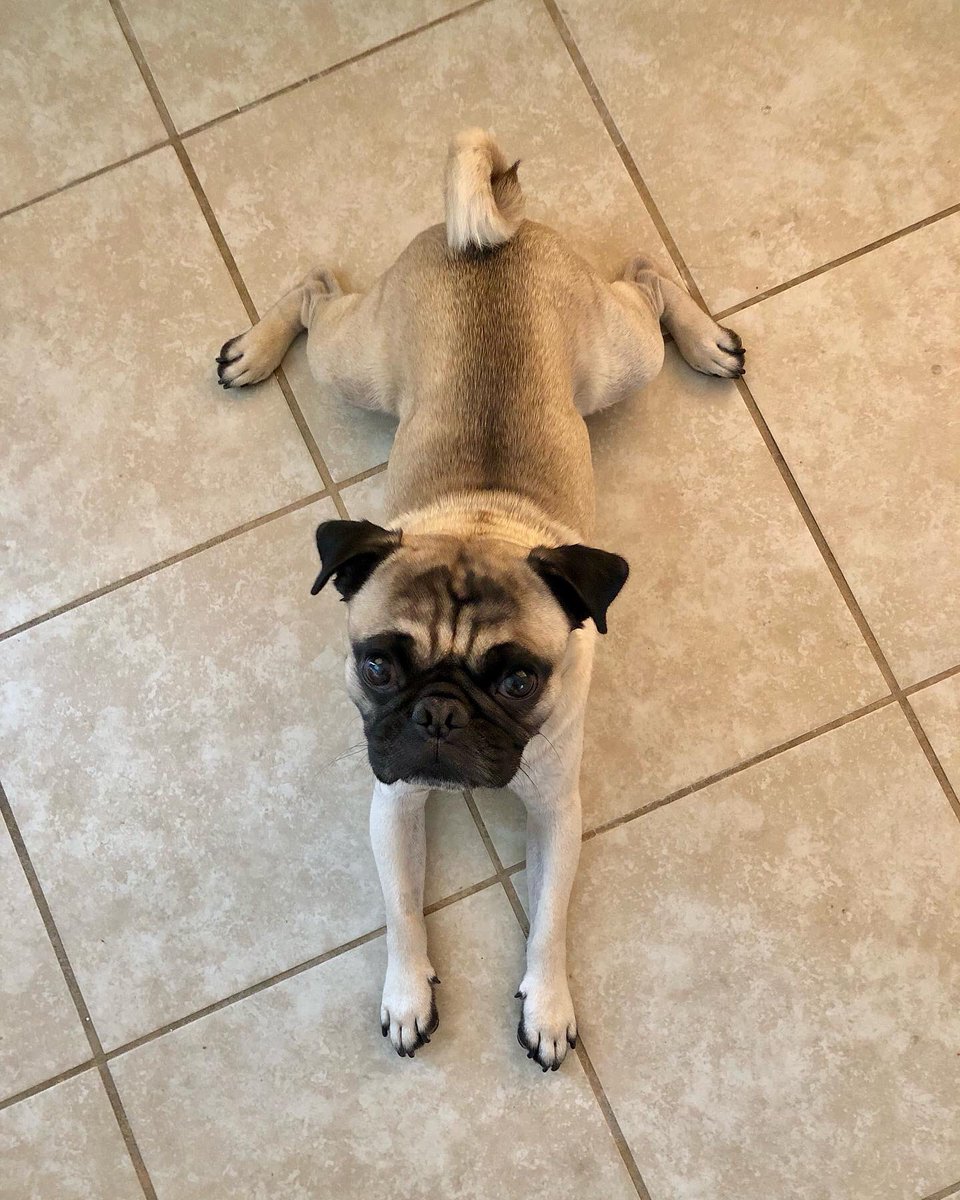 MaxiPugladiator's tweet photo. โIโm a little toad frog!โ๐ธ-Bentley
#max #bentley #pug #dog #Frog #frogdog #toad #toadbutt #froggy #WhoDat #JUMP #JumpingKiss #jumpingfrog #frogprince #kiss #kissme #mightaswelljump #love #DogLover #puppy #puppylove #gear5 #loveyoutothemoonandback ๐ https://t.co/KrKSkddJSi