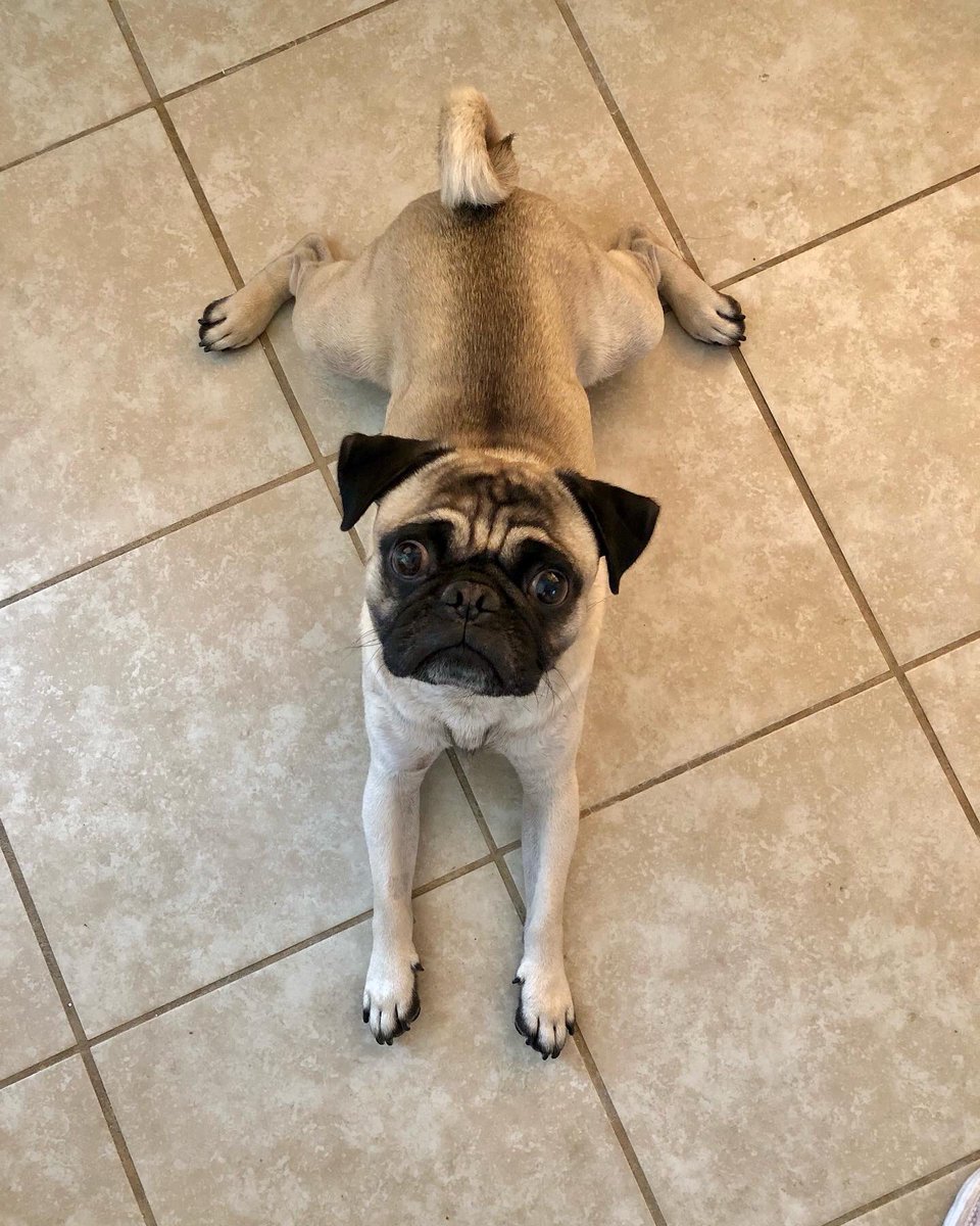 MaxiPugladiator's tweet photo. โIโm a little toad frog!โ๐ธ-Bentley
#max #bentley #pug #dog #Frog #frogdog #toad #toadbutt #froggy #WhoDat #JUMP #JumpingKiss #jumpingfrog #frogprince #kiss #kissme #mightaswelljump #love #DogLover #puppy #puppylove #gear5 #loveyoutothemoonandback ๐ https://t.co/KrKSkddJSi