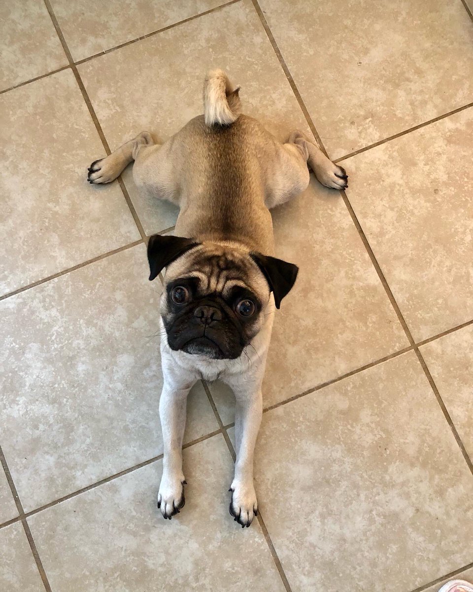 MaxiPugladiator's tweet photo. โIโm a little toad frog!โ๐ธ-Bentley
#max #bentley #pug #dog #Frog #frogdog #toad #toadbutt #froggy #WhoDat #JUMP #JumpingKiss #jumpingfrog #frogprince #kiss #kissme #mightaswelljump #love #DogLover #puppy #puppylove #gear5 #loveyoutothemoonandback ๐ https://t.co/KrKSkddJSi