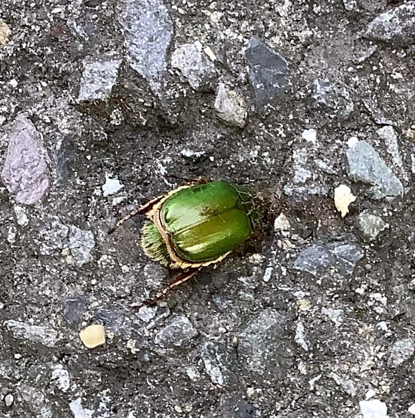 おはよう、蟻と闘ってるキミ