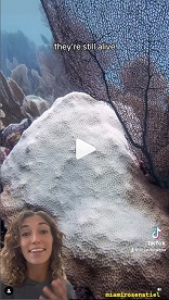 Bleached #Corals in the #Caribbean #Sea Are still alive and may recover naturally if the temperatures go down #CoralReefs in summer suffer #CoralBleaching the polyps recover the microalgae with lower temperatures Do not break or remove of the water #Coral to save it. <<Stressors