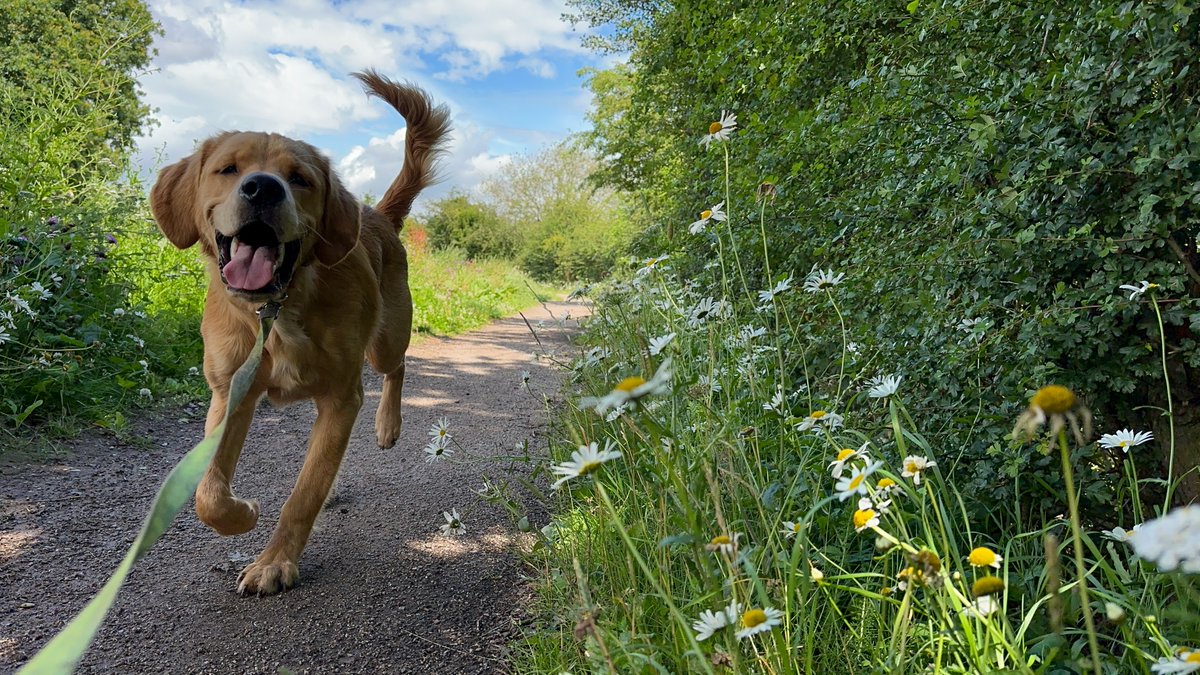 Going for a run down the #CoventryCanal #towpath #BoatsThatTweet #LifesBetterByWater #CanalAndRiverTrust #Liveaboard #GoldenRetrievers #PuppyPhotos #CanalWalks #Flowers #KeepCanalsAlive #DogPhotography #HappyPuppy #DogLife #PuppyLife #CanalLife @CanalRiverTrust @CRTWestMidlands