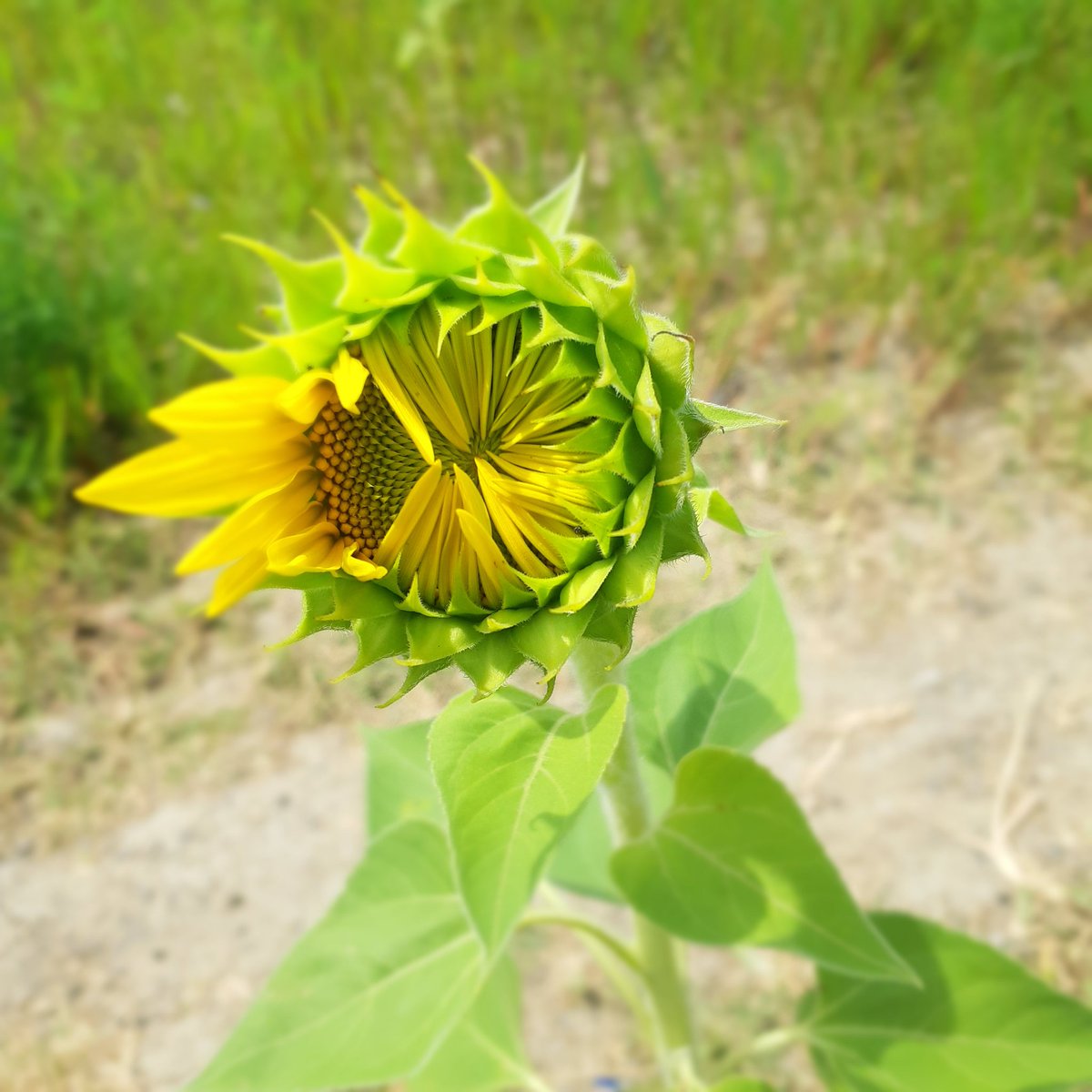 Spent this afternoon Sunflower bathing. It was good for the soul. #mississauga #sunflower #sunflowerfield