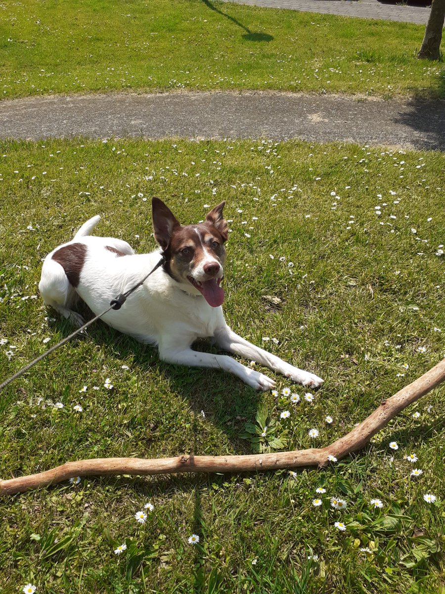 Wanneer ik met mijn hond op pad ga moet er altijd een stok(je) mee....             When im walking with my dog she always needs to bring a ( small) stick along...