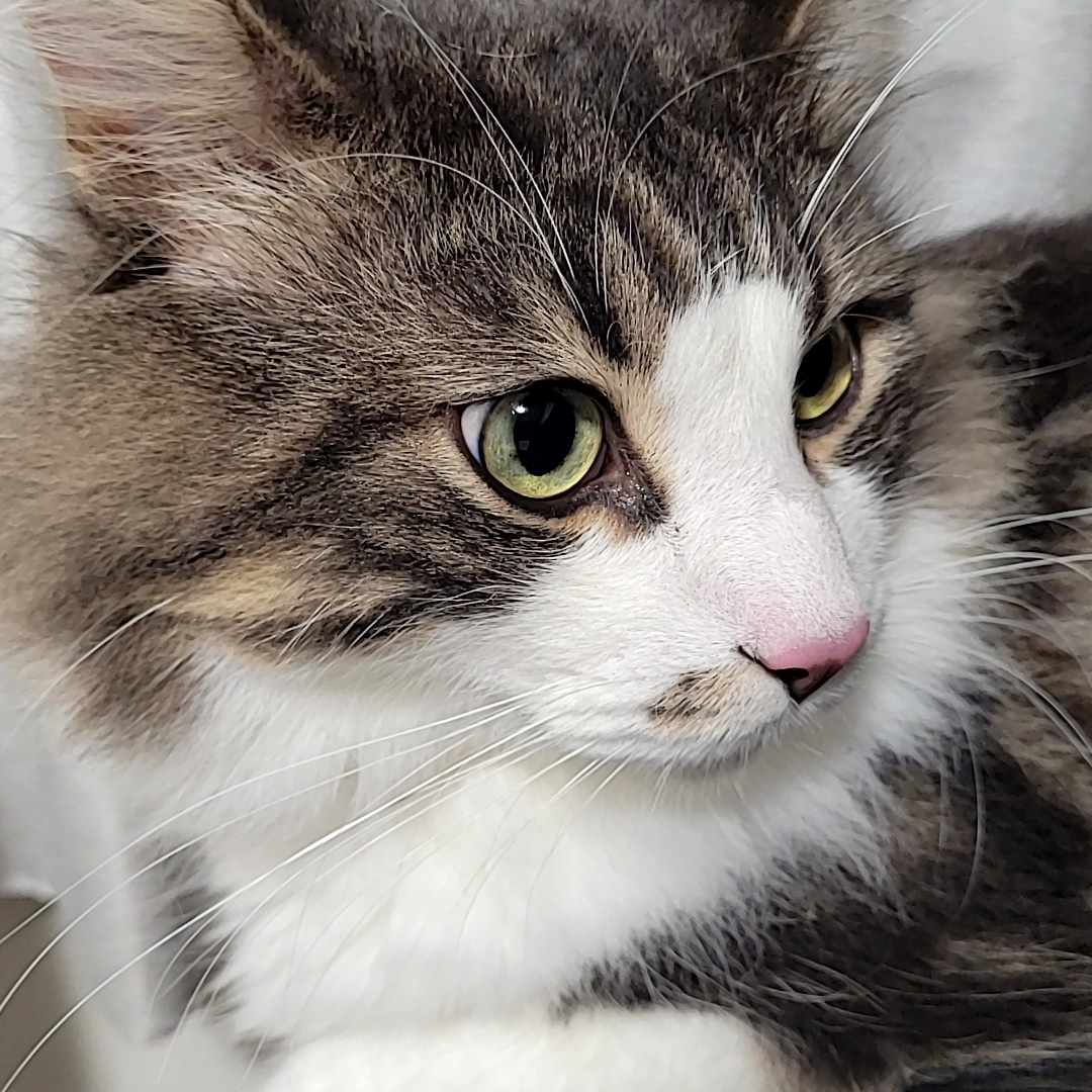 captain_respect's tweet photo. 今日もうちの子は可愛いと思ってる皆さん！
おはようございます！
#猫のいる暮らし #猫がいる幸せ #猫好きさんと繋がりたい https://t.co/5ShdbgCW0X
