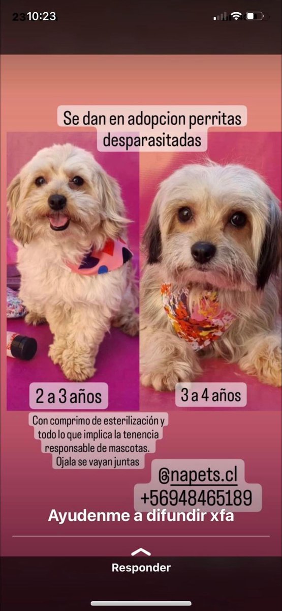 Evelyn_Torres_h's tweet photo. Difundo: en adopción perritas, ideal se vayan juntas, esterilizadas y con compromiso de seguimiento #santiago rt https://t.co/yHjYcup4bz