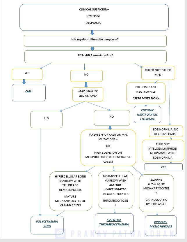 Let’s give some introduction to the #heme world to new pathology residents. Heard about MPNs: what is a good approach to evaluating myeloproliferative neoplasms (characterized usually by cytosis without dysplasia). #PathTwitter