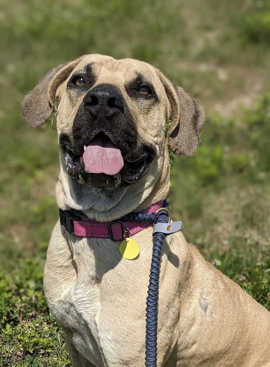 Big goober Delia is goofy, exuberant & a super-sized wiggle butt! She walks right up to new people, curious & approachable. Delia will also work for treats, so she's a great student for training! tinyurl.com/meetacitydog #adoptme