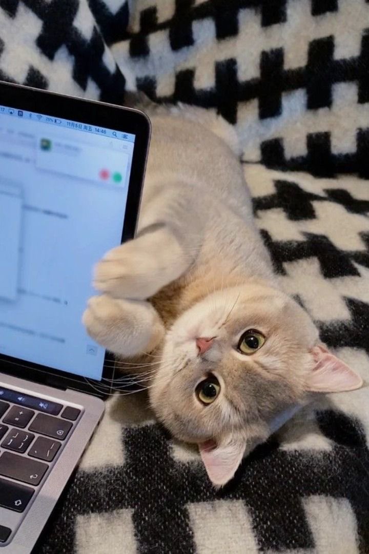 cats with powerful impression 🐾 tweet media
