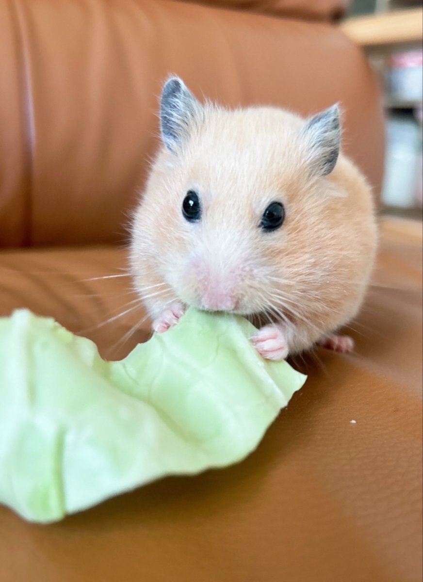 きんくま (@ham0901) / Posts / X