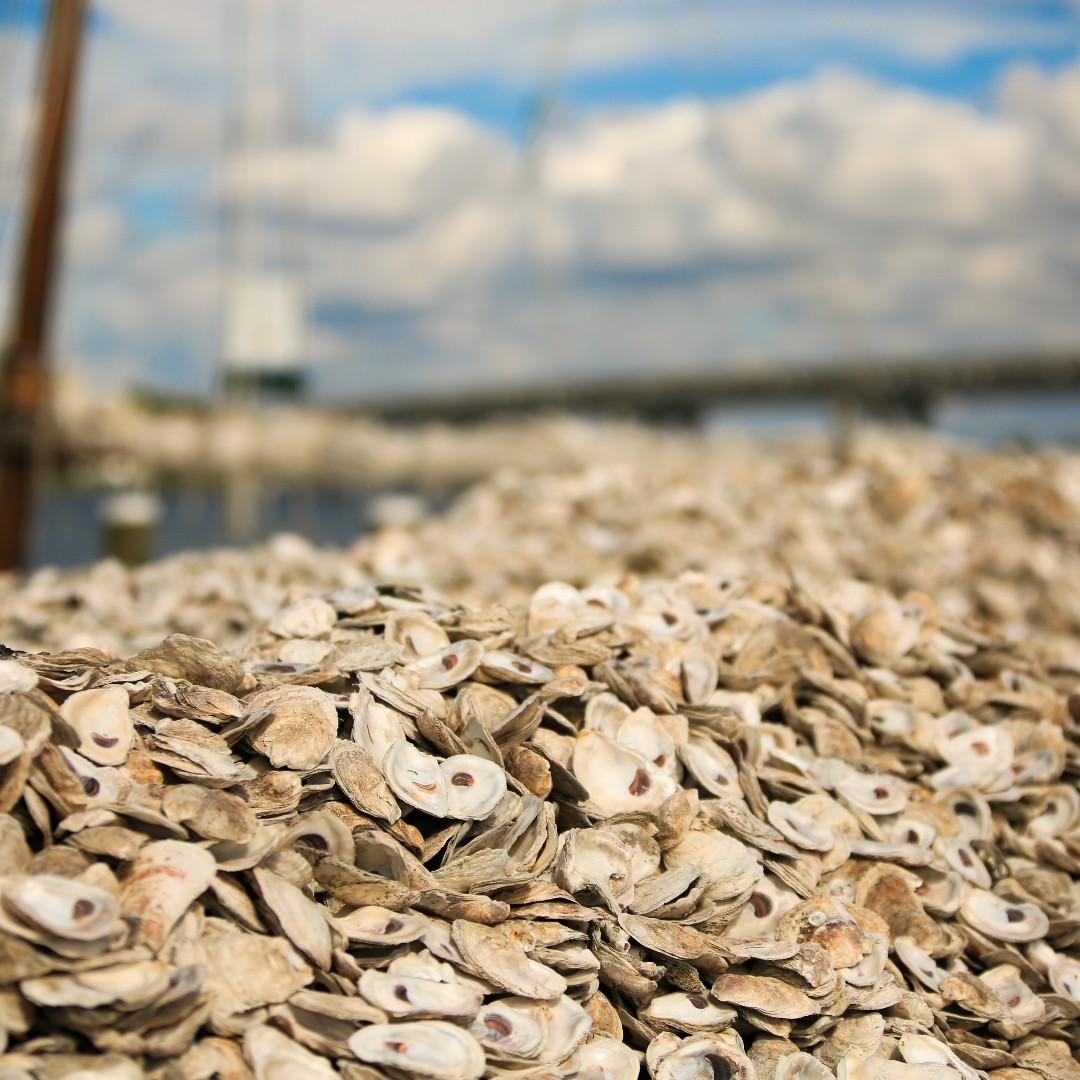 Today is National Oyster Day! 🦪 At CBF, we recognize that saving the Bay is uniquely tied to restoring native oysters. See how we're working to restore these Bay icons and how you can get involved: bit.ly/3Kgk9it

📷: Bob Diller, Tal Petty, Matthew Felperin