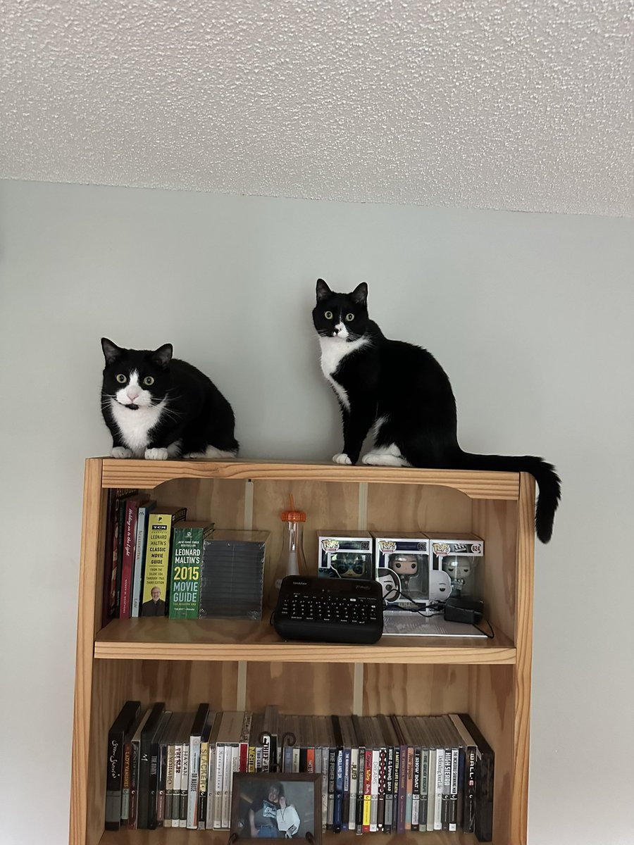 mpceccato's tweet photo. These cats are digging #ShadowOfTheCat on #Svengoolie tonight https://t.co/v0oO2ZLksC