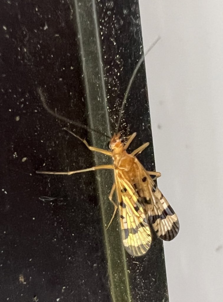 Female scorpionfly (Mecoptera:Panorpidae). #bugdex
