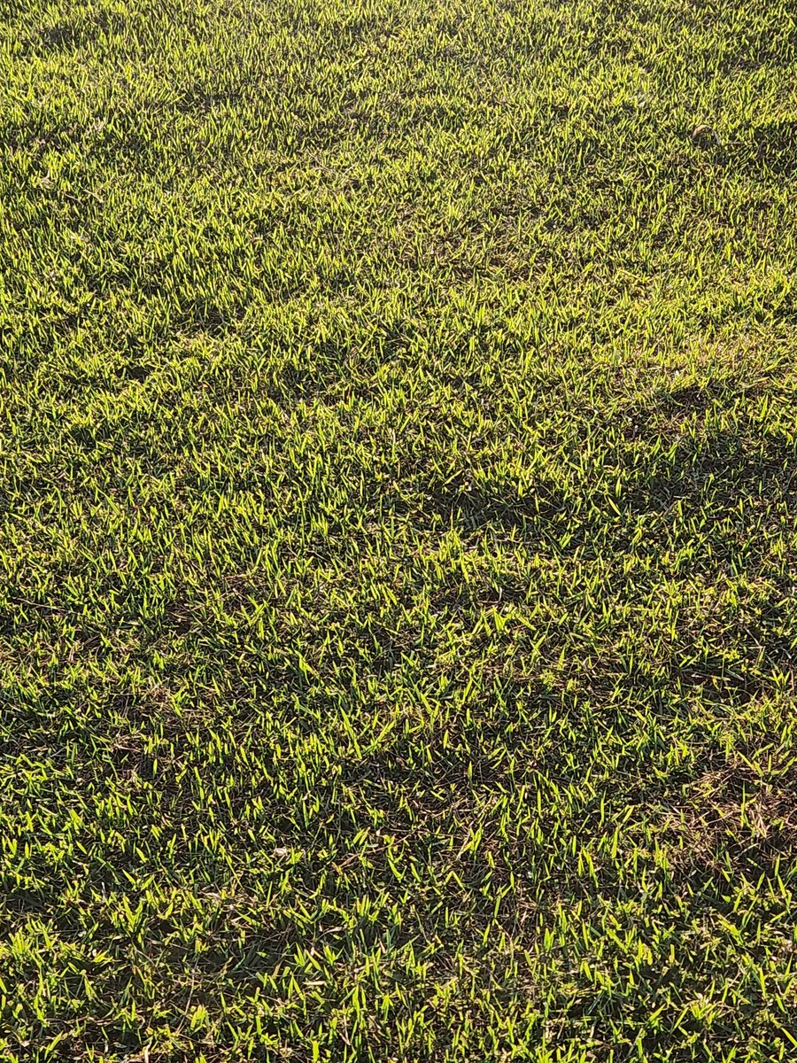 AnaErlene2012's tweet image. The #grass is a #carpet. 
#Stepping on the grass renews my #batteries.
#Photos by Ana Erlene.