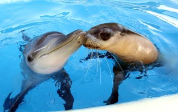 Apocalypse_Gal's tweet photo. I submitted a sea lion for ark's new creature vote for the center, if anyone would like to check it out ♡   
https://t.co/psQEcUpKt5

#ARKSurvivalEvolved 
#Creaturevote 
#TheCenter https://t.co/DwFubucJqD