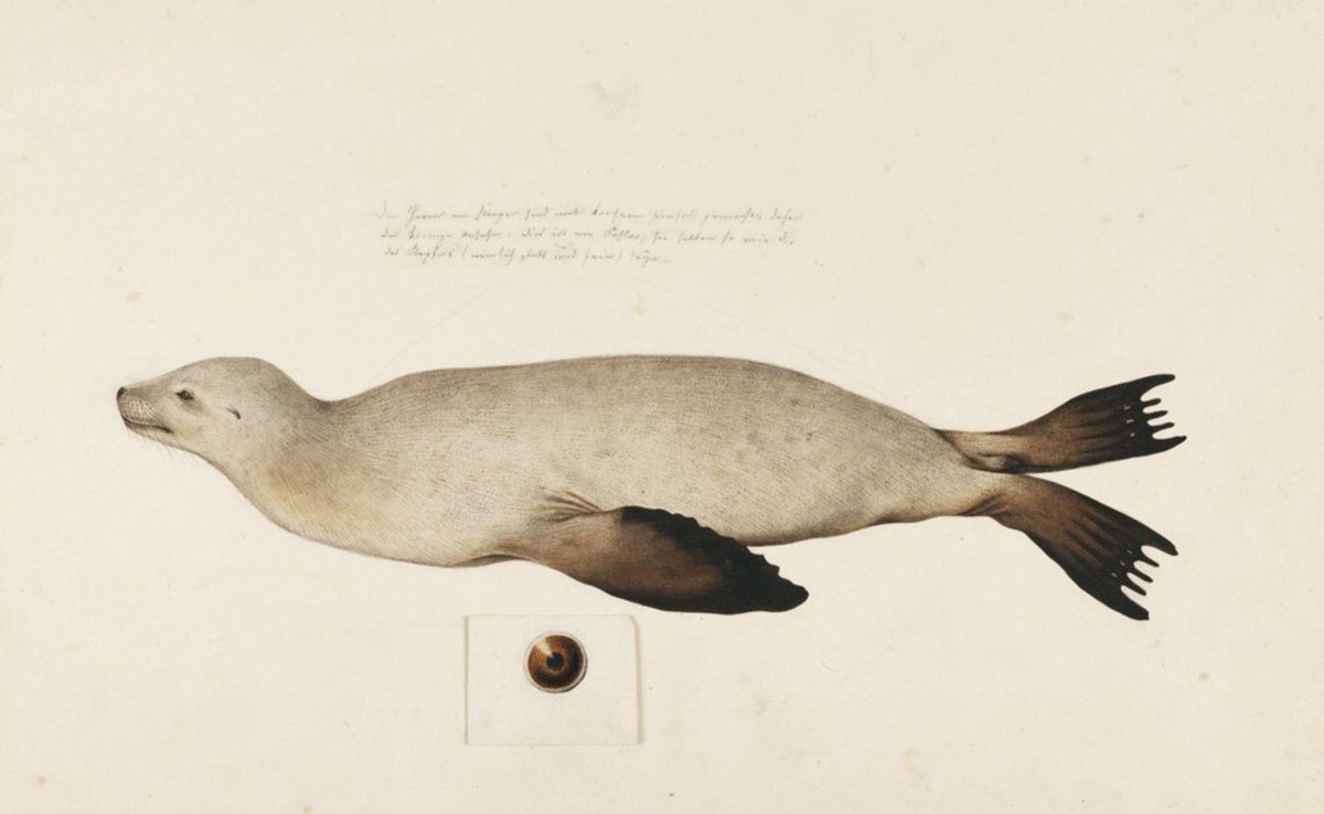Apocalypse_Gal's tweet photo. I submitted a sea lion for ark's new creature vote for the center, if anyone would like to check it out ♡   
https://t.co/psQEcUpKt5

#ARKSurvivalEvolved 
#Creaturevote 
#TheCenter https://t.co/DwFubucJqD