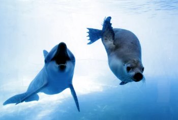 Apocalypse_Gal's tweet photo. I submitted a sea lion for ark's new creature vote for the center, if anyone would like to check it out ♡   
https://t.co/psQEcUpKt5

#ARKSurvivalEvolved 
#Creaturevote 
#TheCenter https://t.co/DwFubucJqD