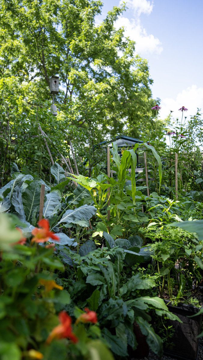 planted_garden's tweet photo. I never have to keep my wife informed of my whereabouts, she knows where to find me👩‍🌾 https://t.co/aeaUGXFak3