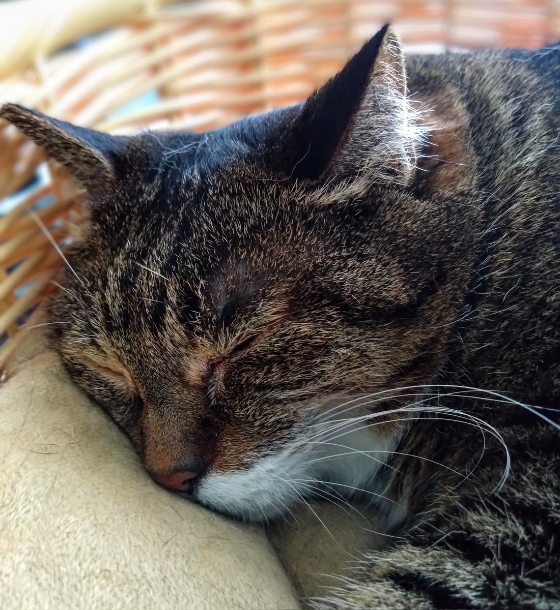 nyan×4 (@yonnyan2222) / Posts and Replies / X