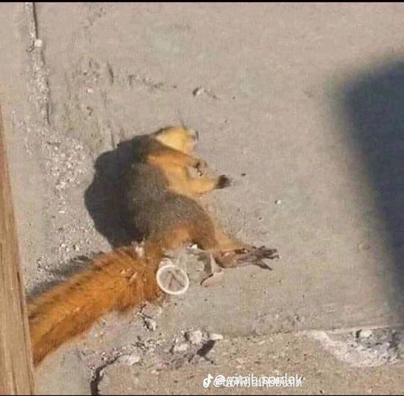 Debute señores