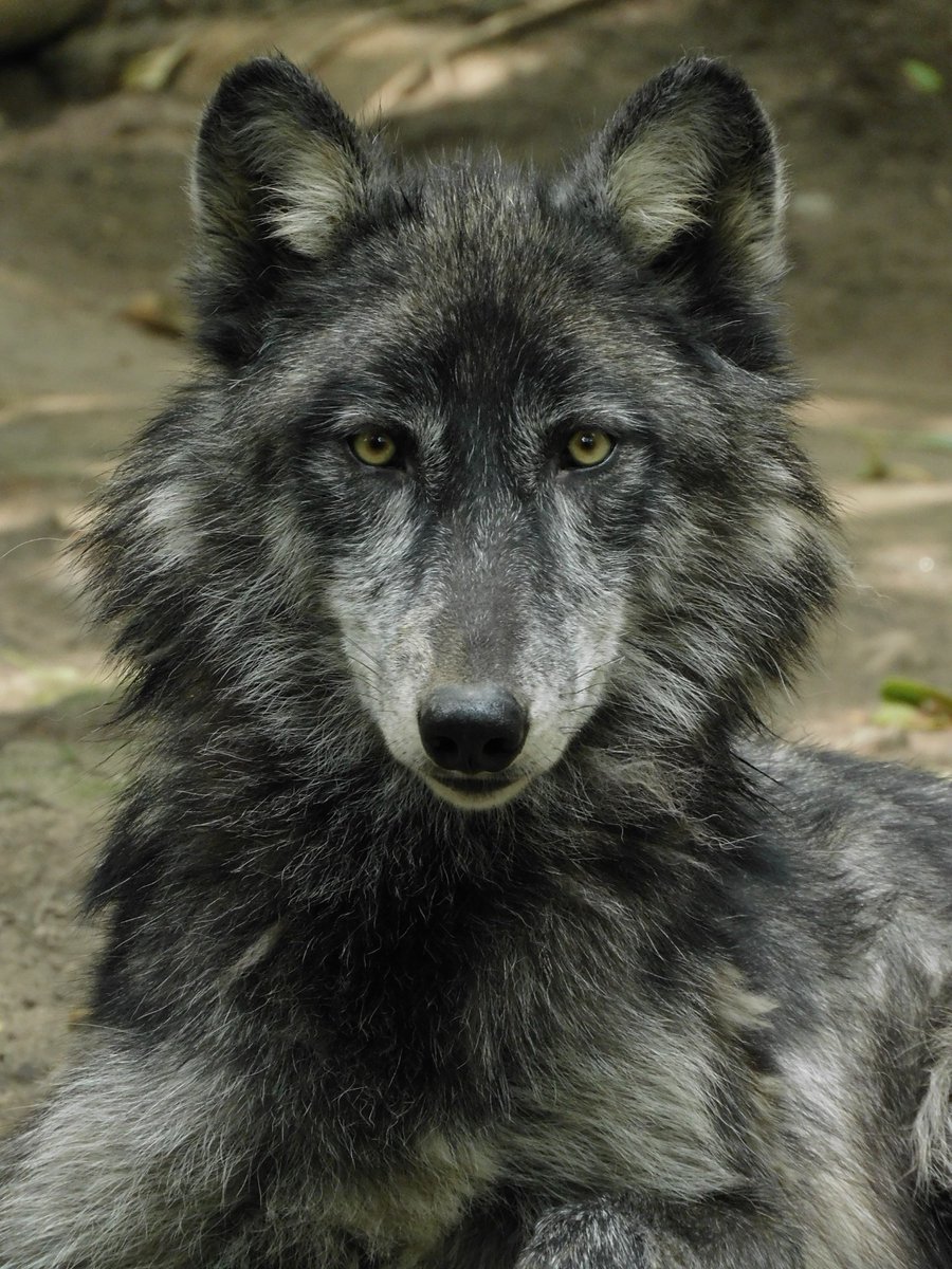 ZoologicosCDMX's tweet image. Feliz sábado, ven al #ZoológicoDeChapultepec y aprende sobre el lobo gris canadiense. #ZoológicosCDMX