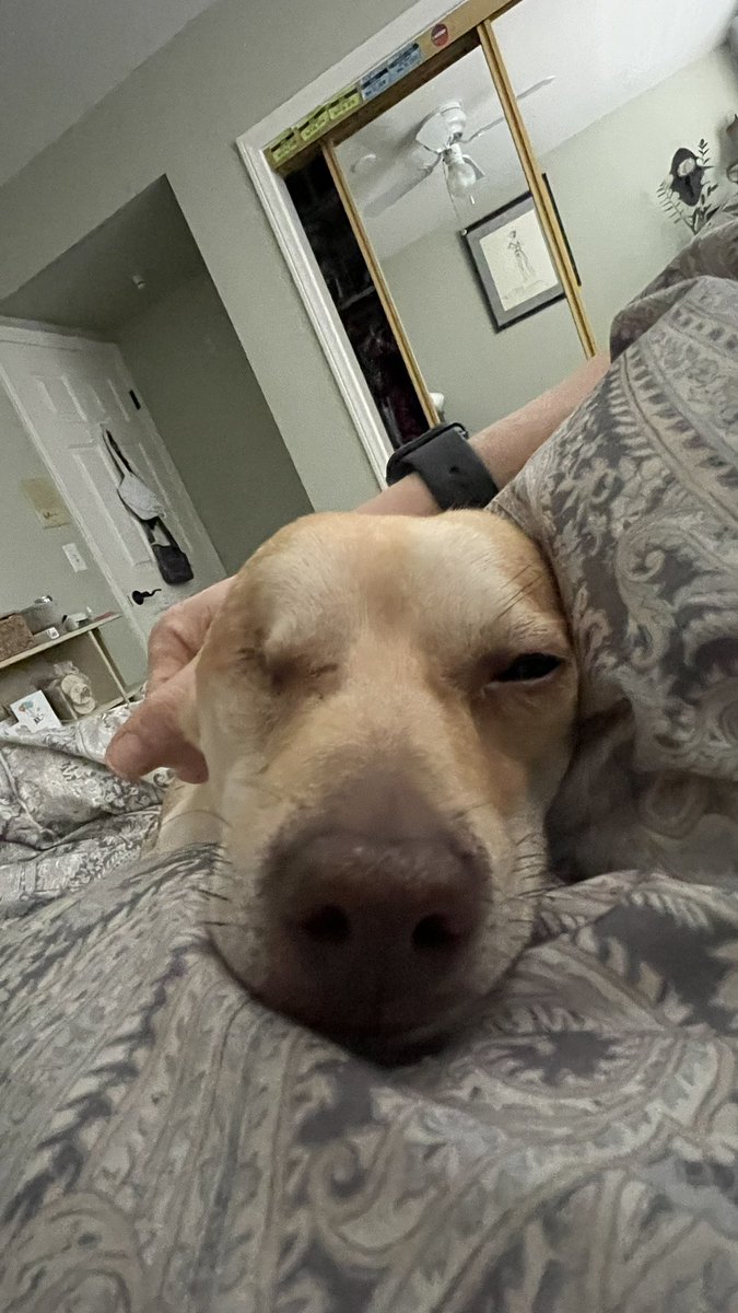 VegansOfWW's tweet photo. @Dubs4Mutts @fisherwoman6234 He’s living his best life as rocky! My sister came across this post online, another sister adopted him, but doesn’t do social media. I’m IG thank you for sharing he lost and eye but he’s thriving! If anyone knows what happened, pls dm on insta!!! 🥰🙏🏻 https://t.co/XFoO44wskB