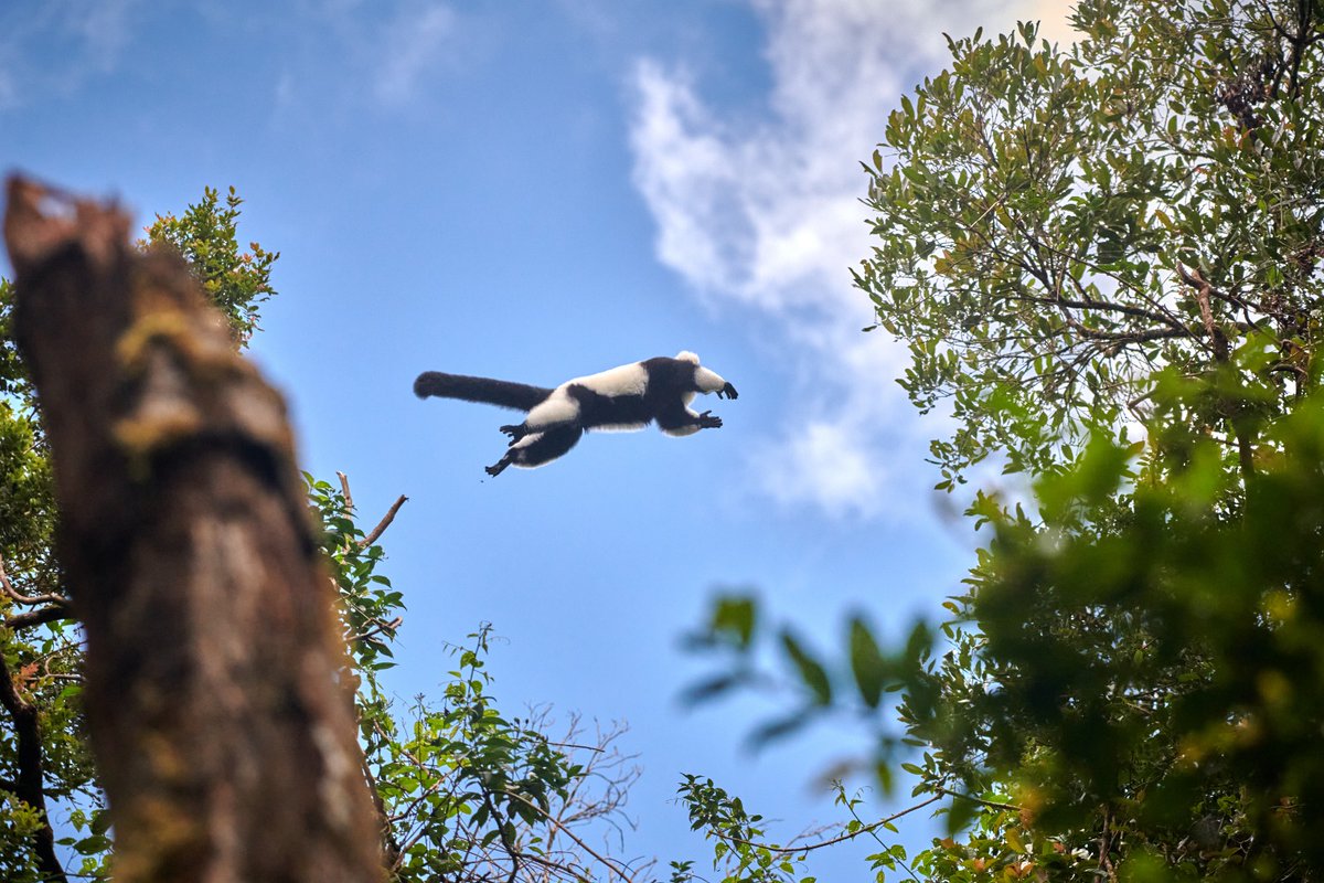 bownaankamal's tweet photo. The Super man of the Lemuria | Black-and-white ruffed lemur | Ranomafana | Madagascar
.
.
#wildgeography #nikonmea #ranomafana #wildlife_seekers #amazingwildlife #savethelemurs #lemurs #animalsaddict https://t.co/mVJPtrUASd