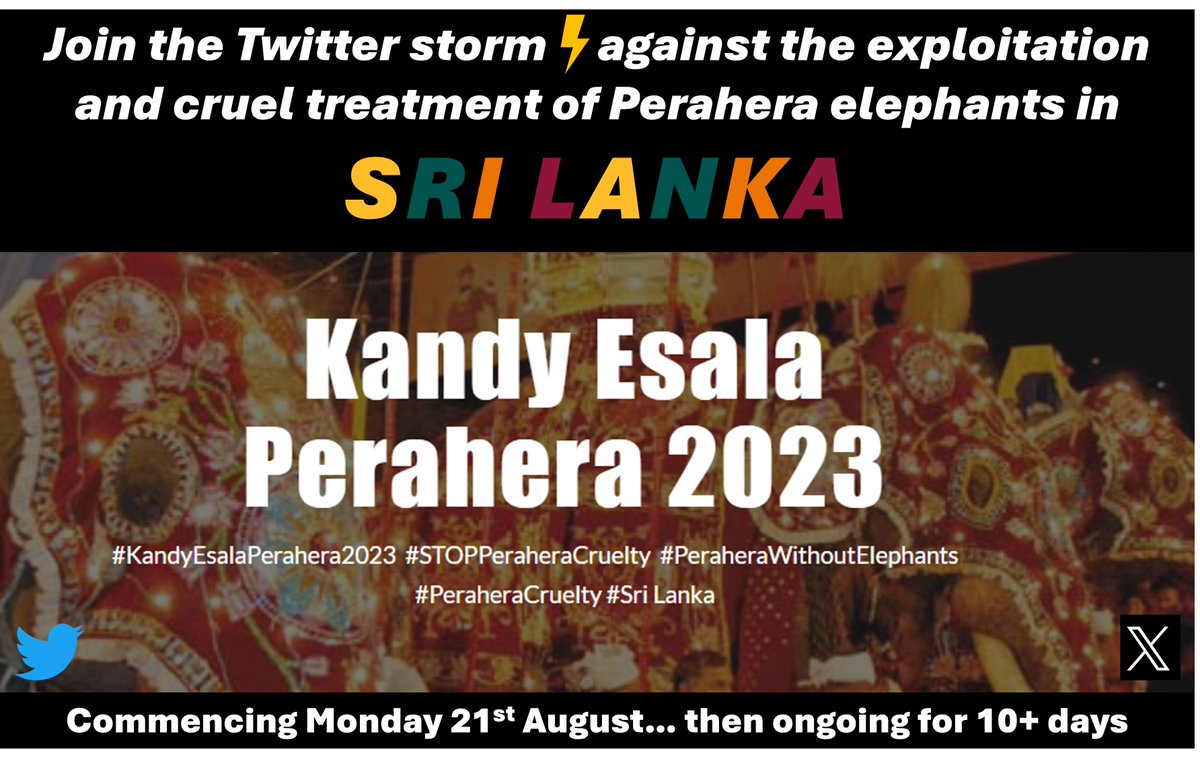 Join the Twitter Storm ⚡️ to protest against the exploitation and abuse of 🐘🐘 in the 'Kandy Esala Perahera' #STOPPeraheraCruelty #PeraheraWithoutElephants #SriLanka automated tweet sheet 👉 sites.google.com/view/kep2023/h…