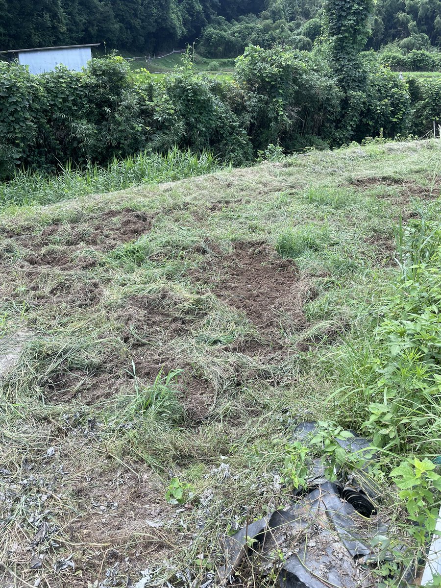 W_Student_Farm's tweet photo. この土が見えてるところ、全部イノシシが掘り返した跡です🐗🐗🐗🐗🐗
そろそろ電柵の準備しなくては行けません🐗🐗🐗🐗🐗🐗🐗🐗🐗 https://t.co/eqMESCTsqk