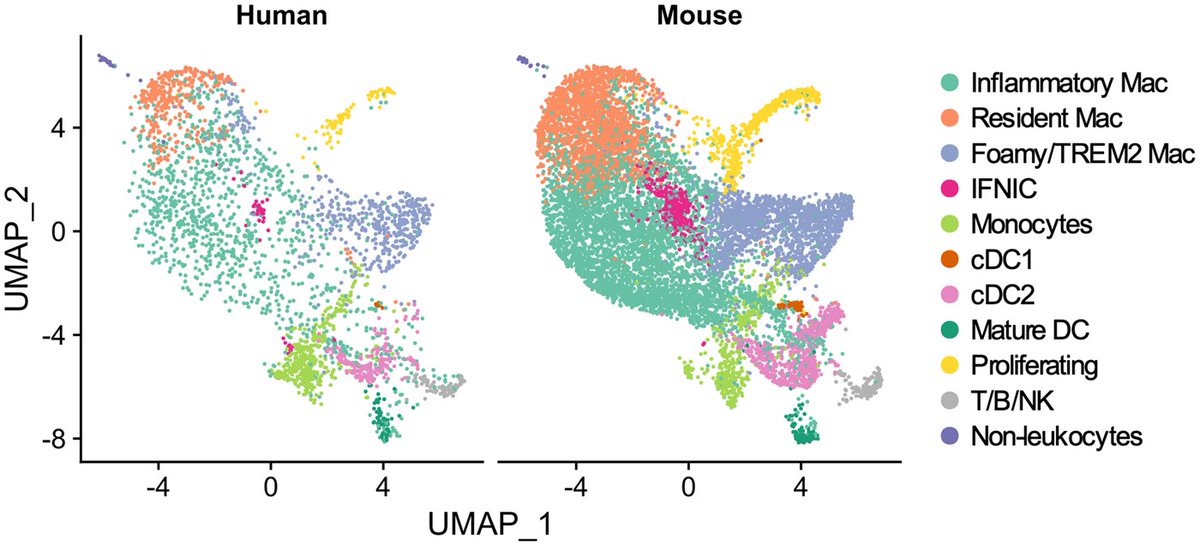 Immune cells involved in atherosclerosis as detected by scRNAseq 🧬 in:

- human carotid plaques 🧑‍🦰🧑‍🦱
- aortic lesions in hyperlipidemic mouse models 🐁

From Vallejo et al #CardiovascularResearch

doi.org/10.1093/cvr/cv…

Tremendous potential for drug targetting! 🎯💊