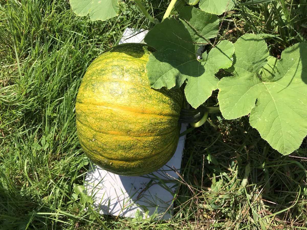 acres_creek's tweet photo. #halloweenallyear #halloween🎃 #hauntedhouse #everydayishalloween #halloweendecorations #halloweendecor #jackolantern #gianttomatoes #trickortreat #pumpkinpatch #vermont #morton1623 #giantpumpkingrower #pumpkinpatch #Fair #pumpkin #tomatoes https://t.co/qcYVxMNu1L