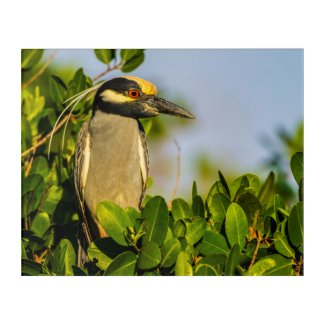 LowellMcnamara's tweet photo. https://t.co/fs4yg5znEW #BeautifulMoment #Beautifulmomentintime #NightHeron #Heron #birds #birding #nature #Florida #LookAgain #LookAgainPhotography #Acrylicwallart #Zazzle Original photography by Daniel McNamara https://t.co/gYsEqExhjL