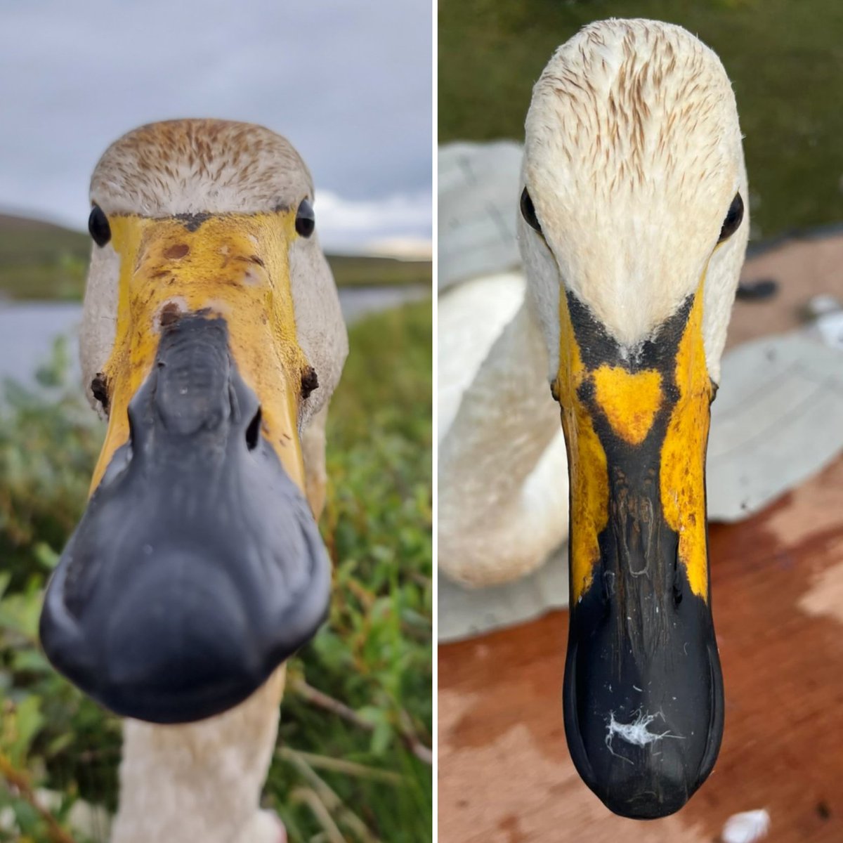 Did you know Whooper Swan bill patterns are total unique to each individual? Just like our fingerprints. Two of the types are known as yellow-nebs (left) and penny-faces (right). We mostly caught yellow-nebs, with a few penny-faces also 💛