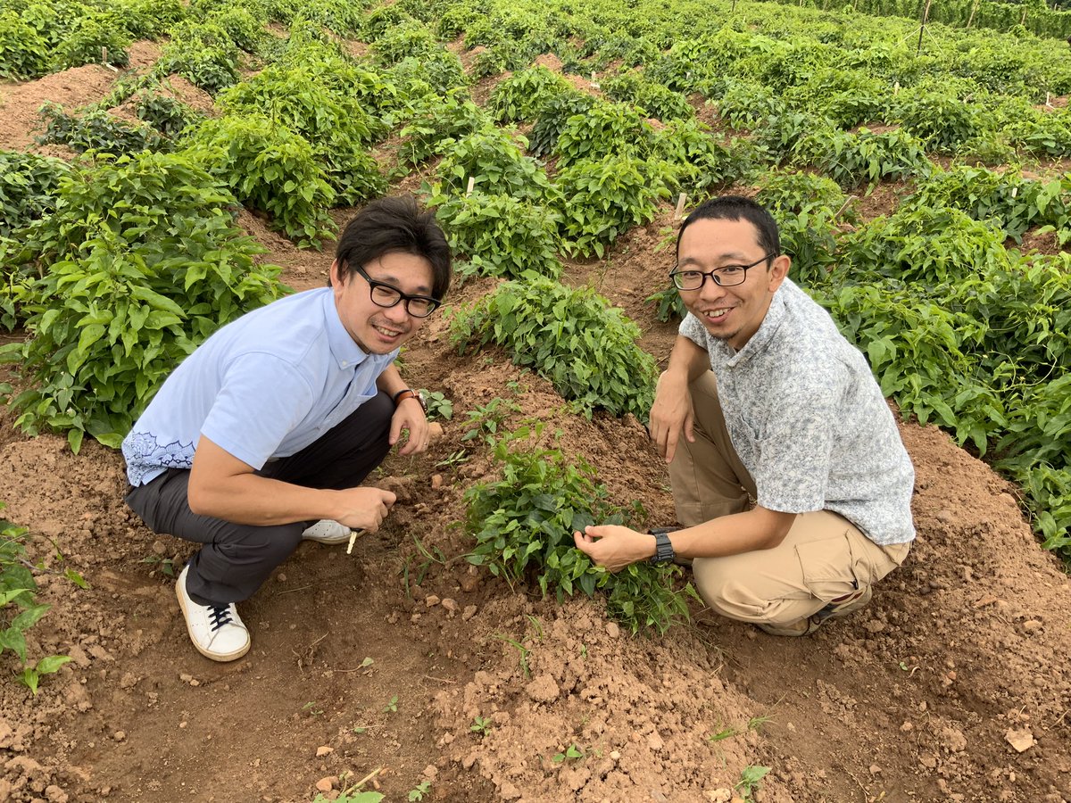 Yam breeding team <a href="/IITA_CGIAR/">IITA</a>  assessing semi-dwarf bushy or less tendency to climb white yam genotypes underdevelopment at Ibadan. Development of dwarf yam with determinate growth habit is a way to mechanize yam cultivation, reduce input cost and environmental impact.